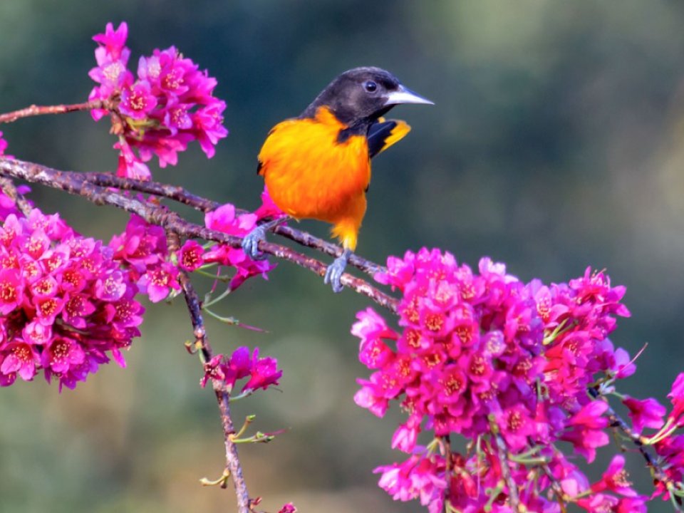 Glenda Simmons/Lab of Ornithology Fifty percent of the world’s Baltimore Oriole population winters in areas of increased suitability for cocaine trafficking.